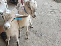 بز (گروه، جنسیت مشخص نشده), Alpine goat — عکس 7