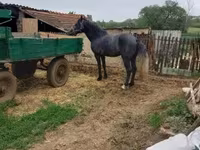 Pastuv, Lipizzaner — fotografija 3