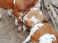 Toro, Raza Holstein — foto 1