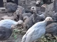 Guinea fowl — 6. fotó