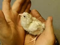 骡鸭 — 照片 1