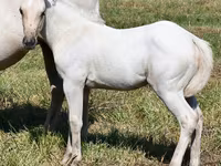 பெண் குதிரை, Quarter Horse — புகைப்படம் 1