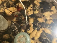 Ducks — 1 зураг