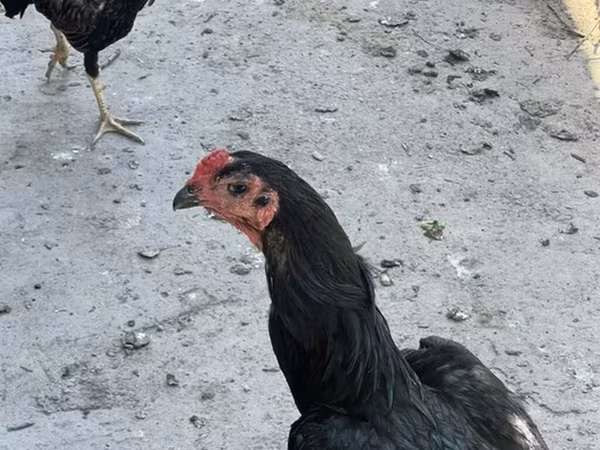 Chickens
