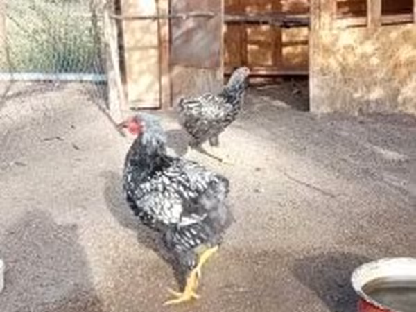 Chickens