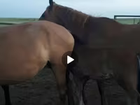Kobyła, Horse breed — zdjęcie 4