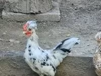 Chickens — sawirka 5