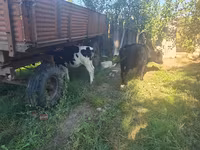 Býk, Russian Black pied cattle — foto 4