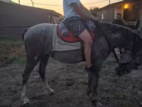 Cavallo, Cavalli — foto 3