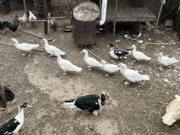 Ducks