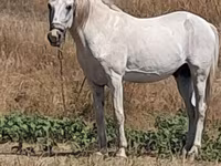 Aygır, Atlar — foto 2