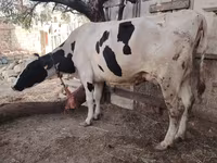 Lembu betina, Holstein breed — foto 4