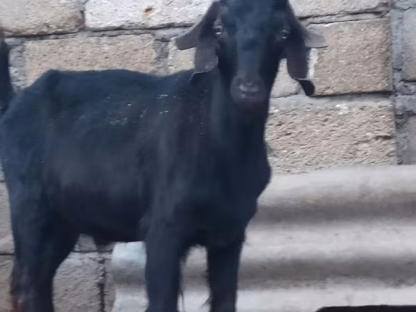 Ямааны ухна, Anatolian Black goats