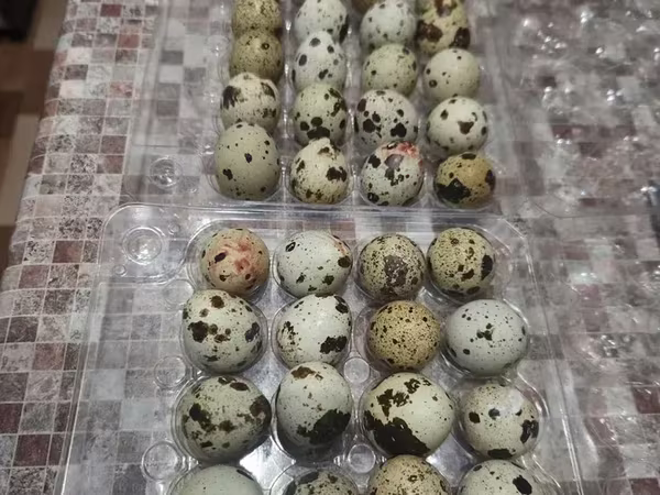 Quails