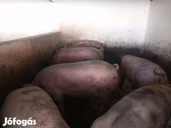አሳማዎች (ቡድን፣ ጾታ አልተጠቀሰም), Pigs
