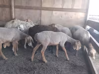 میش, Arashan sheep — عکس 1