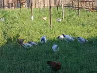 Chickens — عکس 8