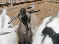 Ziege, Alpine goat — Foto 3
