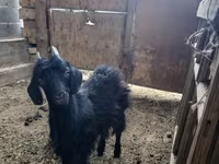 Kambing jantan, Sheep — foto 4