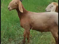 قوچ, Arashan sheep — عکس 1