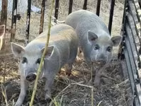 Babi betina, Pigs — foto 2