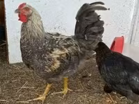 Chickens — 照片 3