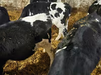 Bull, Holstein breed — photo 3