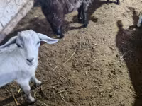 بز نر, Alpine goat — عکس 8