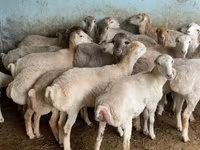 Sheep, Sheep — photo 2