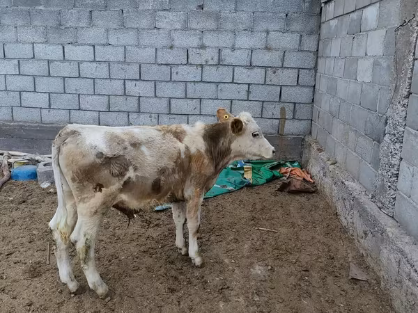 Bik, Simmental cattle