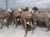 Beran, Hissar sheep — foto 4