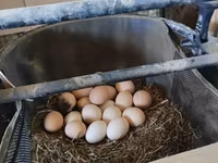 Chickens — foto 1