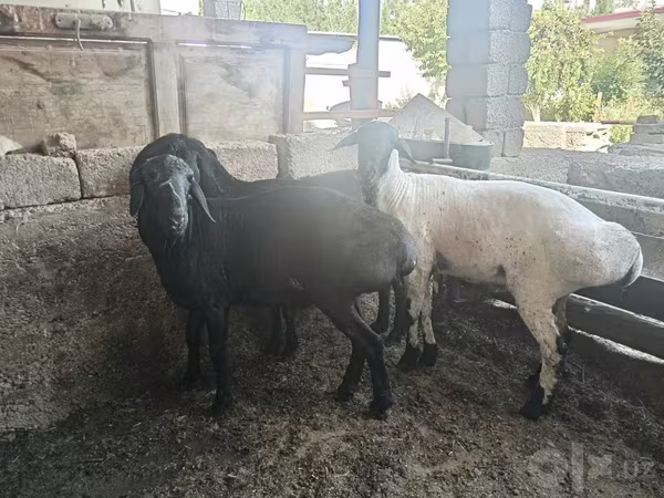 قوچ, Rhon sheep