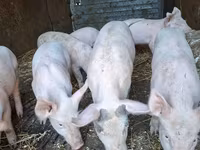 Babi betina, Pigs — foto 1