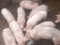 หมูป่าตัวผู้, หมู — รูปภาพ 3