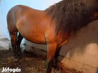 Caballo, Caballos — foto 4