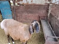 میش, Arashan sheep — عکس 3