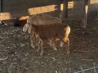 Oaie, Arashan sheep — foto 1