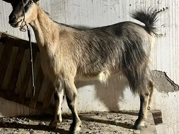 Koza, Alpine goat