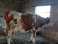 Krava, Simmental cattle — fotografija 1