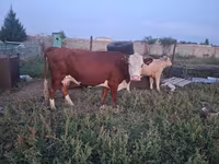 Koe, Kazachse wittekop koe — foto 5