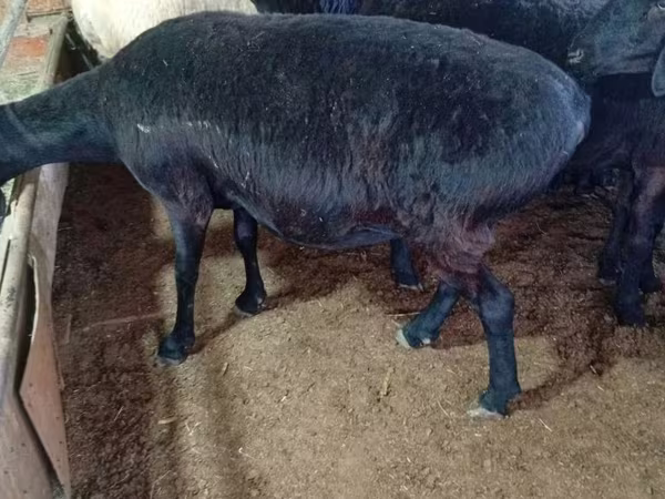 میش, Hissar sheep