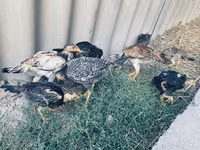 Chickens — عکس 4
