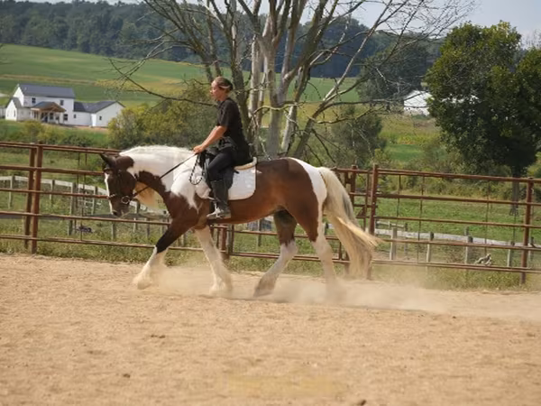 Адуу, Pinto horses