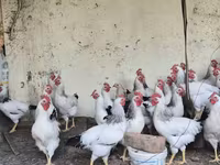 Brahma — fotografija 7