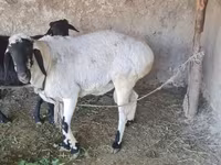 Montone, Pecore — foto 1