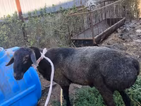Kambing jantan, Hissar sheep — foto 1