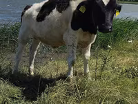 Tyre, Russian Black pied cattle — foto 1