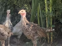 Turkeys — Foto 4