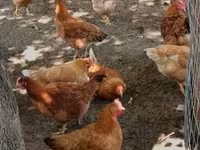 Chickens — foto 2